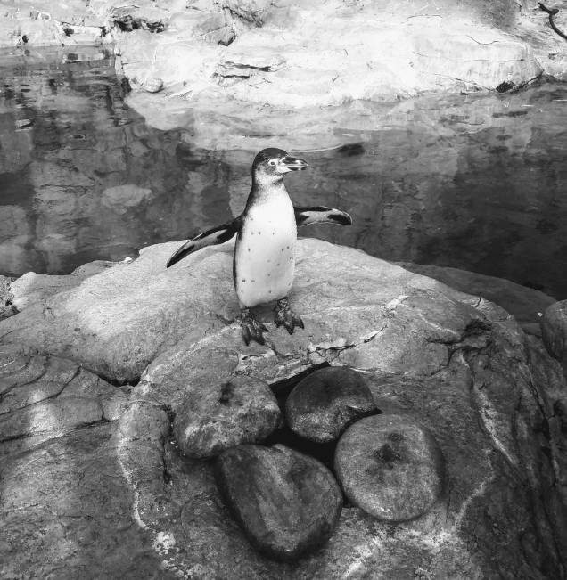 49104166_10156877298143794_6247504702011867136_o